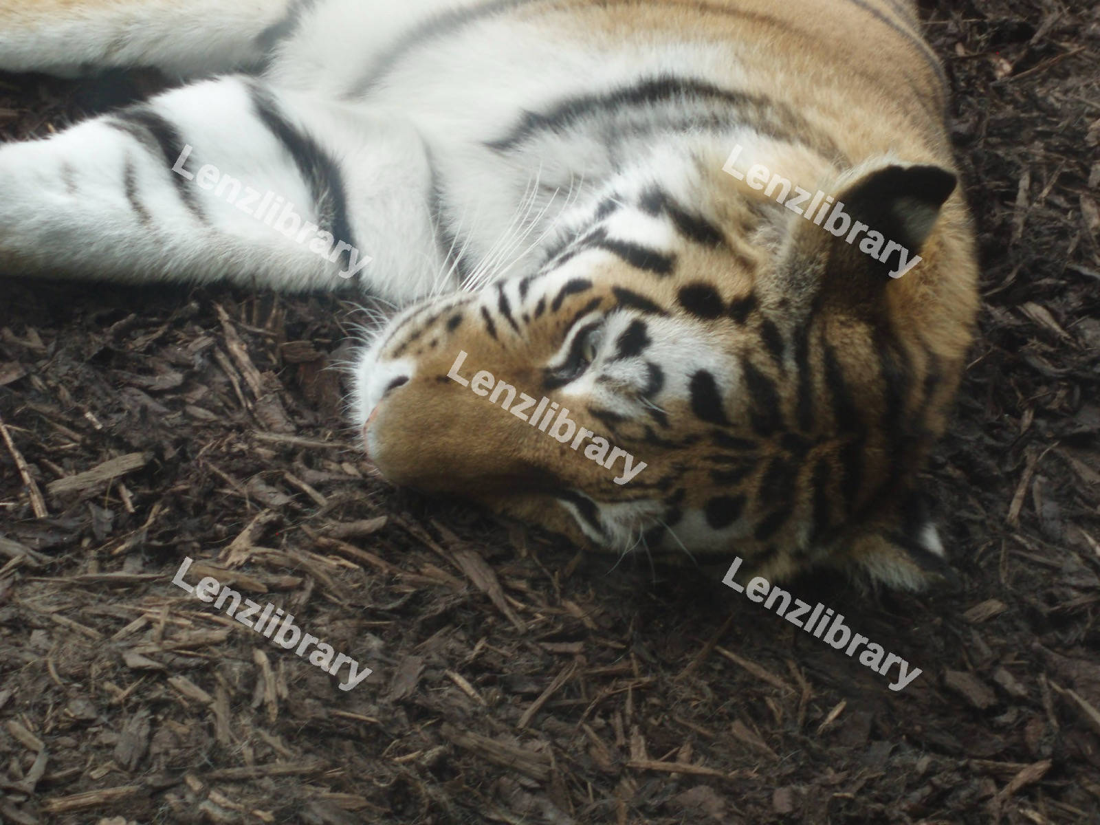 Relaxed Tiger